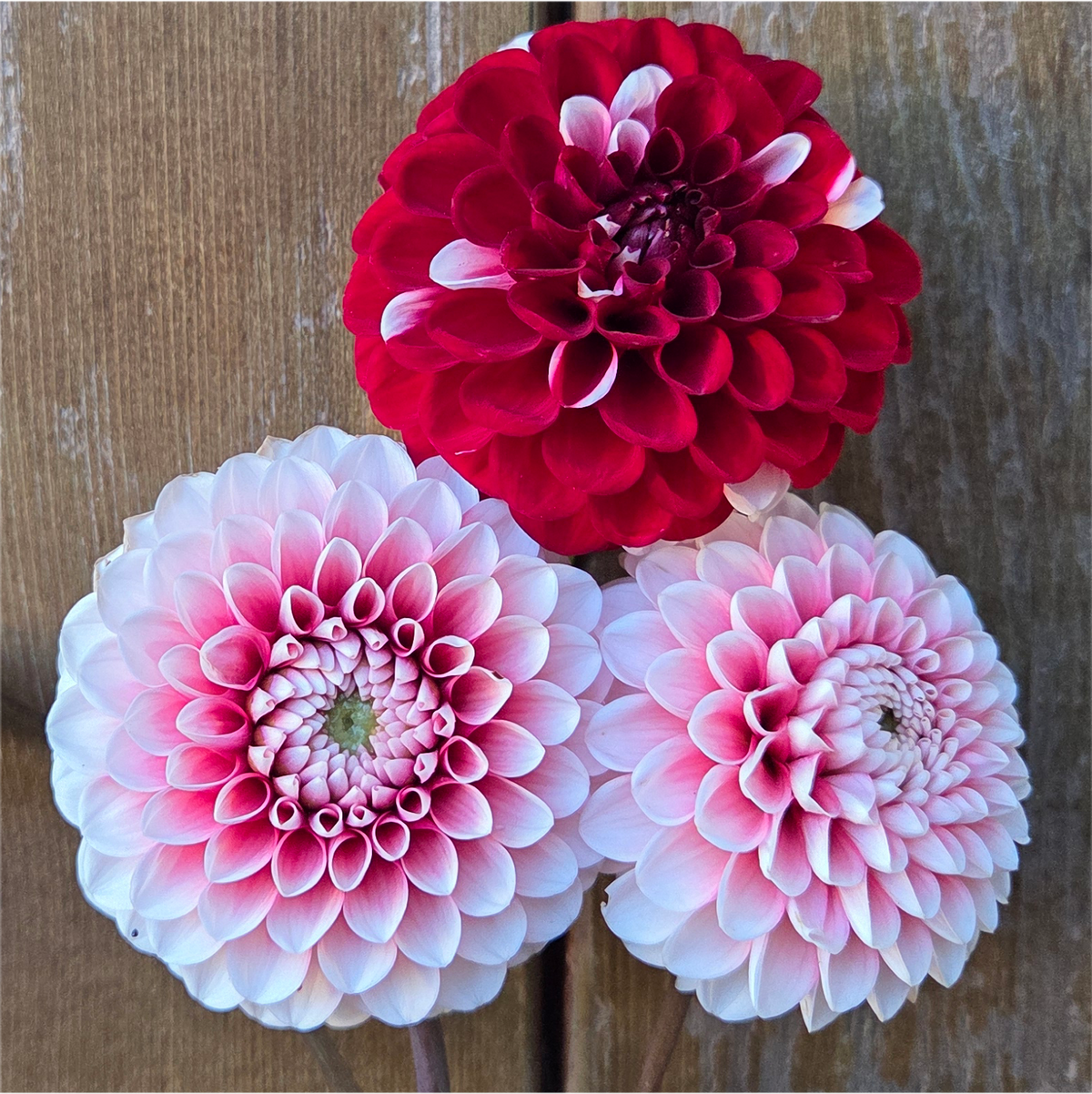 Florelie Cosmic Romance