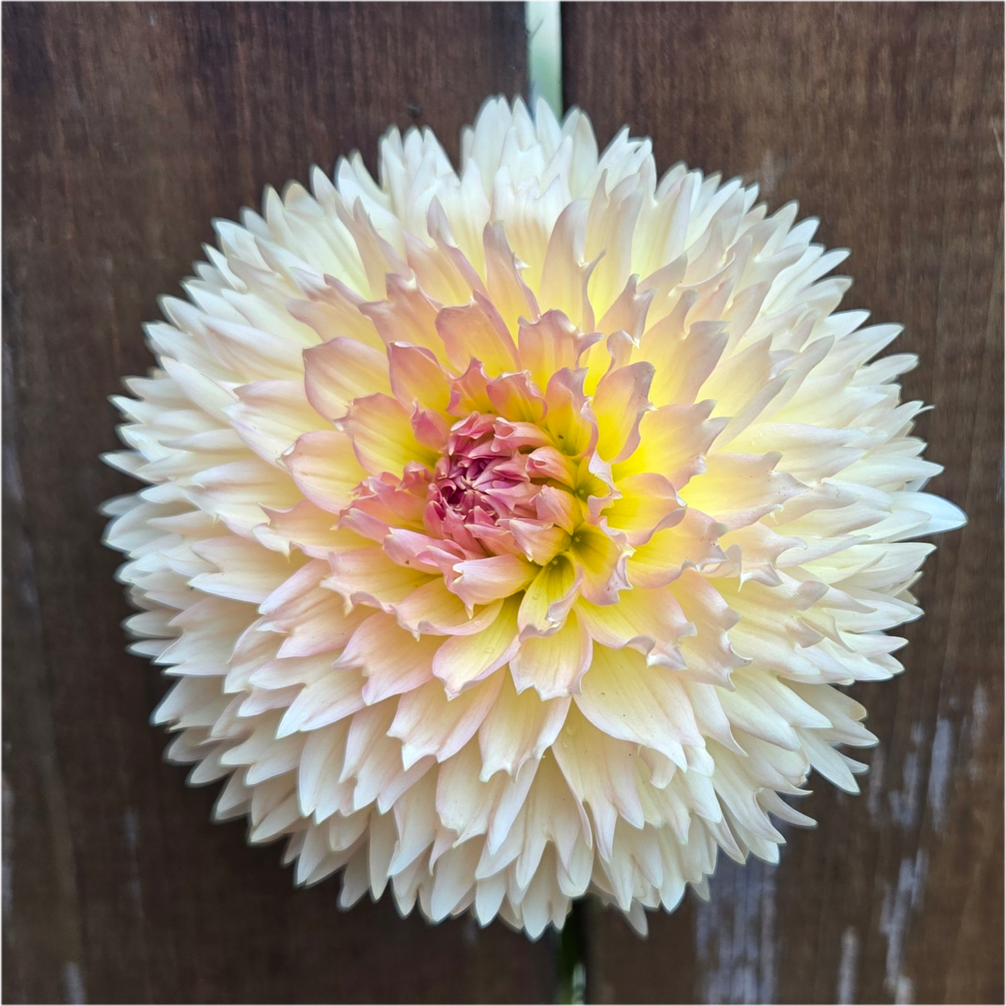 Lakeview Peach Fuzz - Cutting