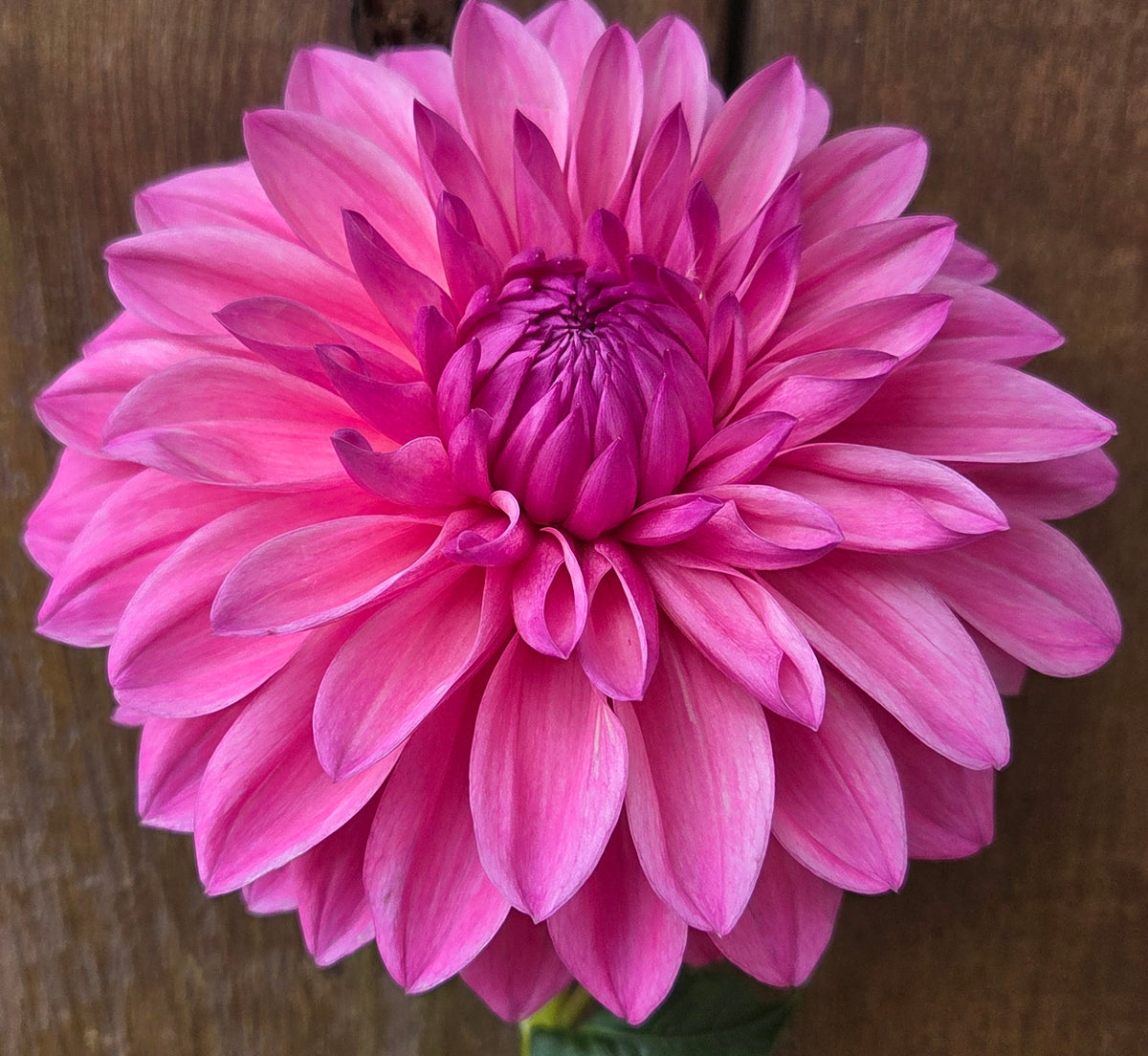 Bargaly Blush
