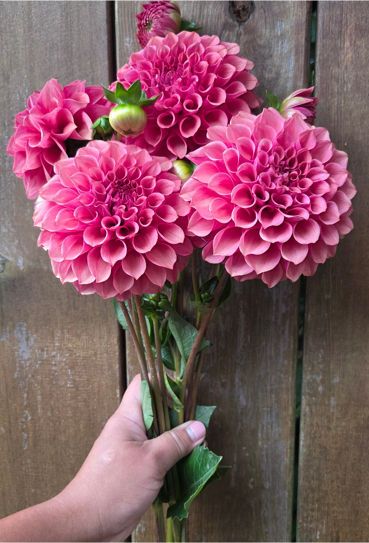 Burfoot Desert Rose