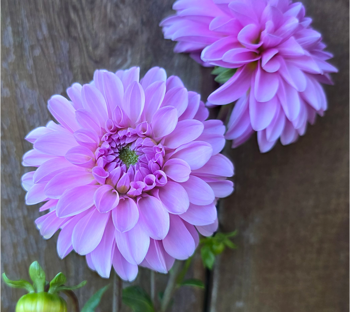 Bazuin Lavender