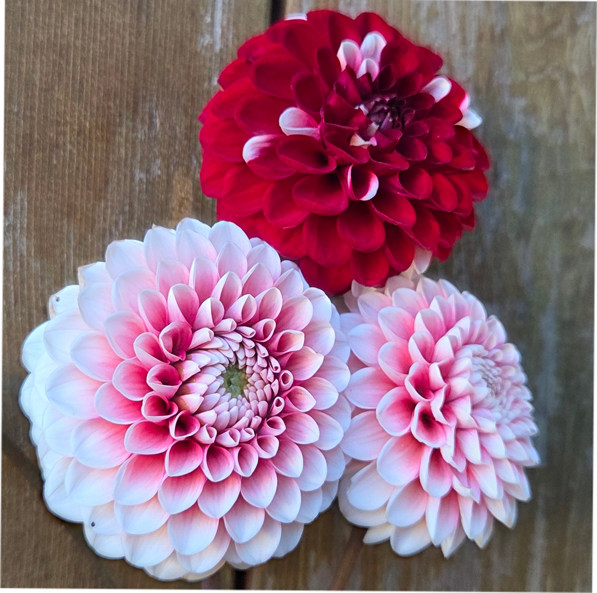 Florelie Cosmic Romance