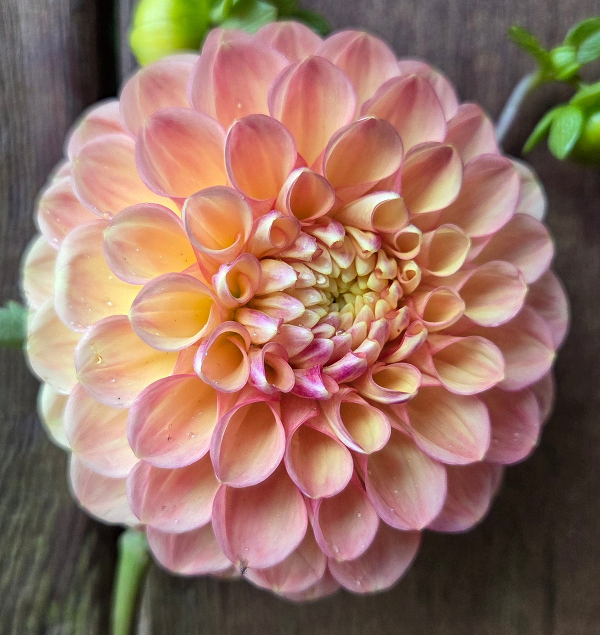 Westwind Apricot