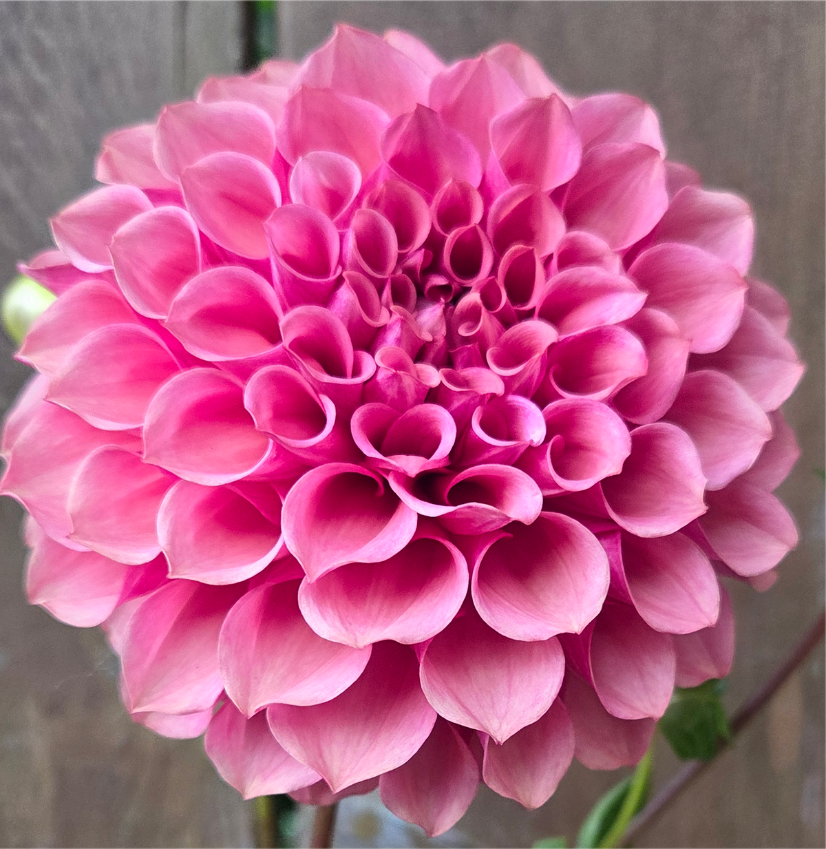 Burfoot Desert Rose