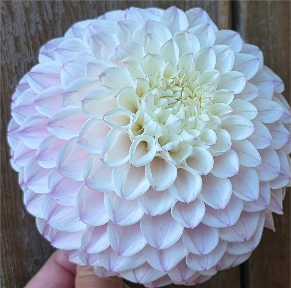 Pink Pearl
