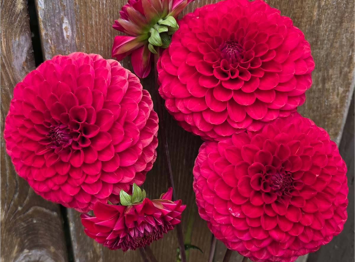 Florelie Vendetta