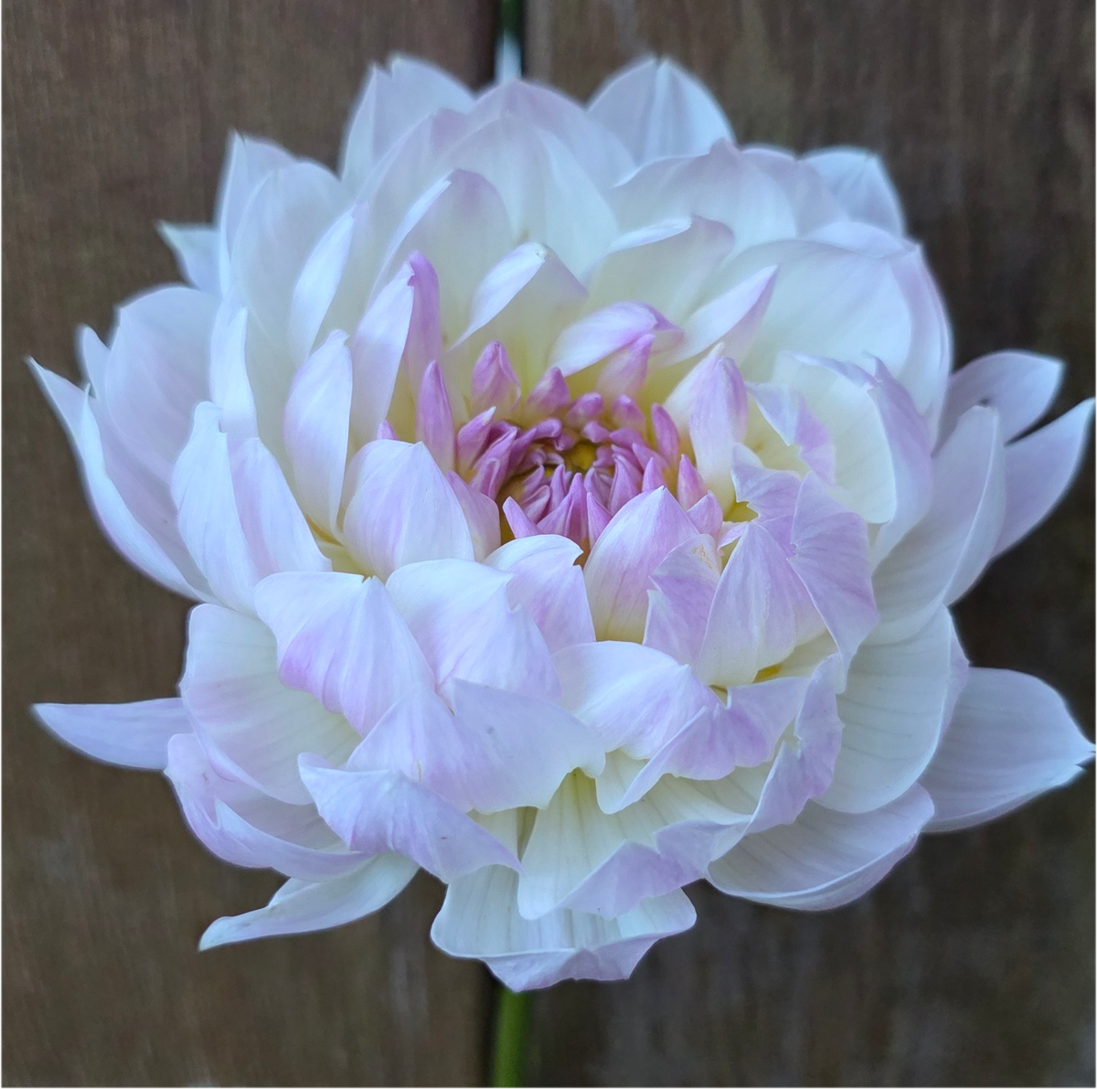 Hollyhill Lilibet