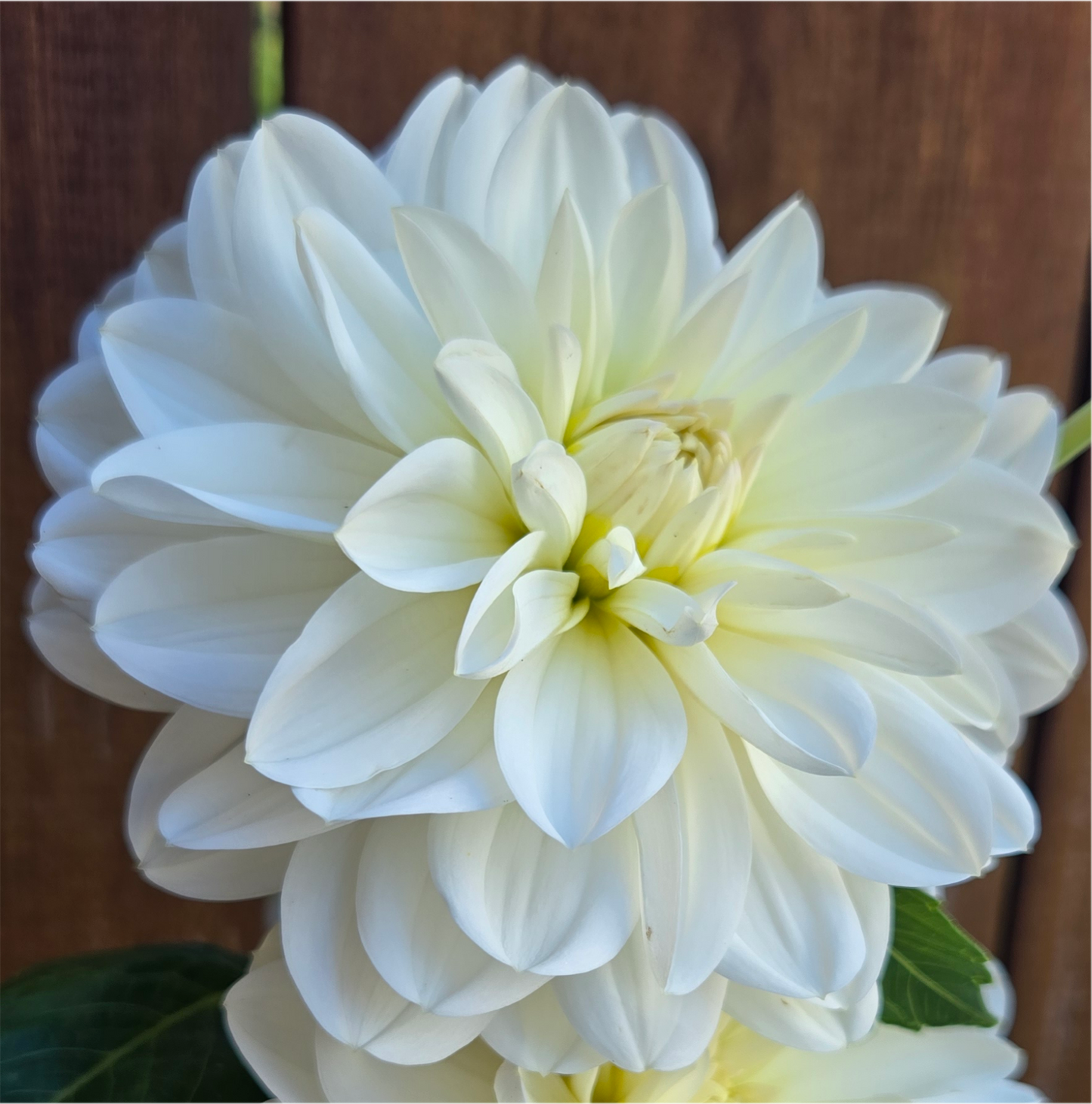 White onesta