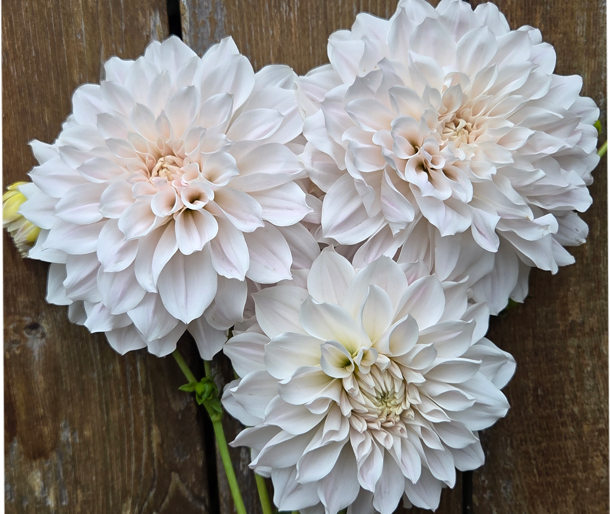 Everbloom First Dance