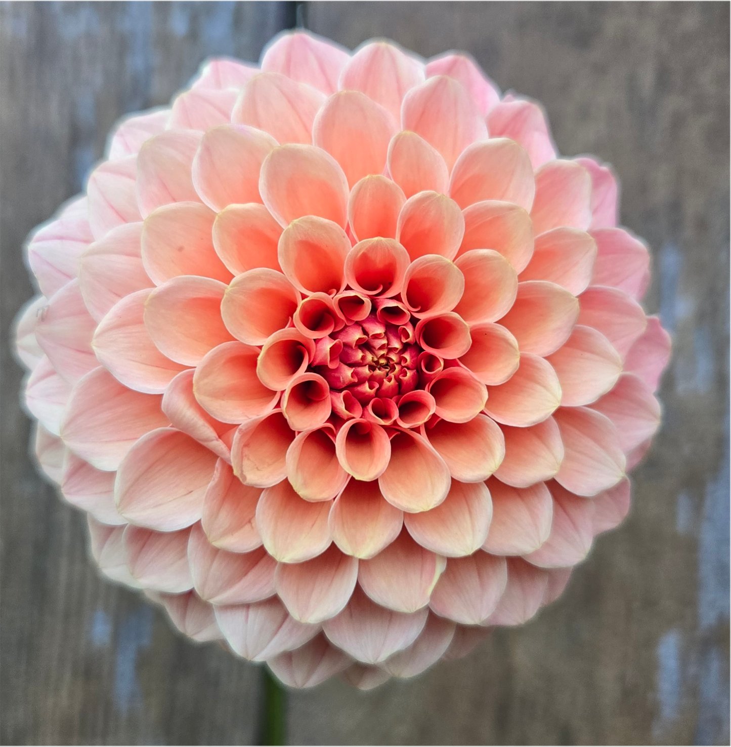 Rose Toscano