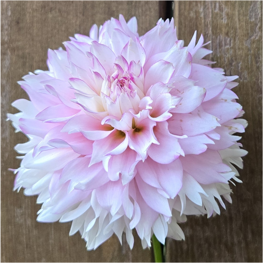 Hollyhill Pinkie