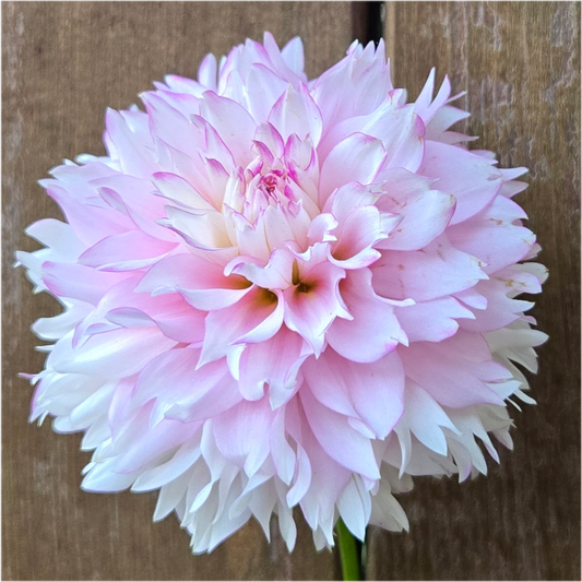 Hollyhill Pinkie