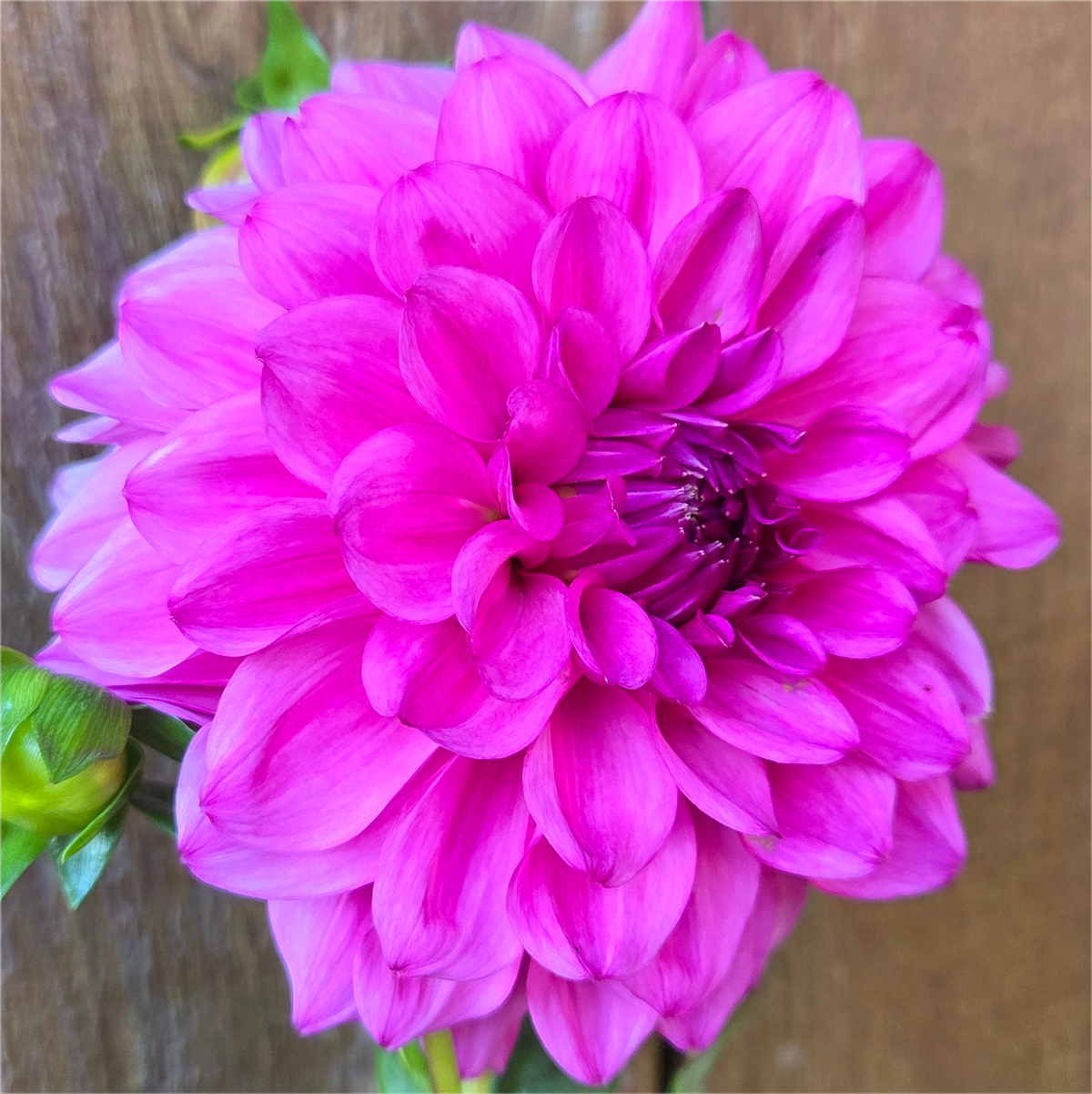 Northwind Purple Rain