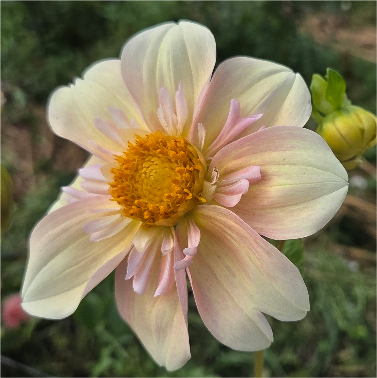 Appleblossom
