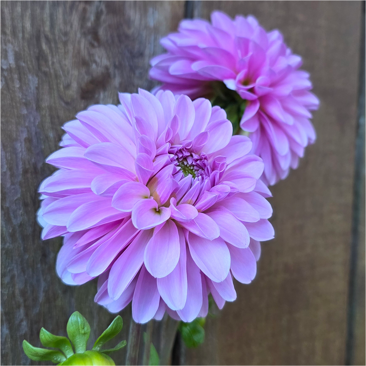 Bazuin Lavender