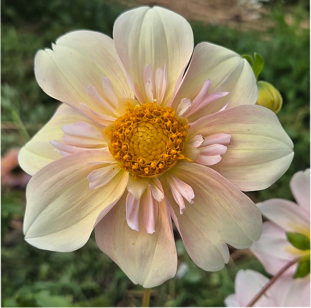 Appleblossom