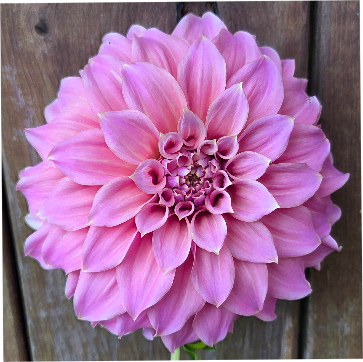 Lileah Caramel Rose
