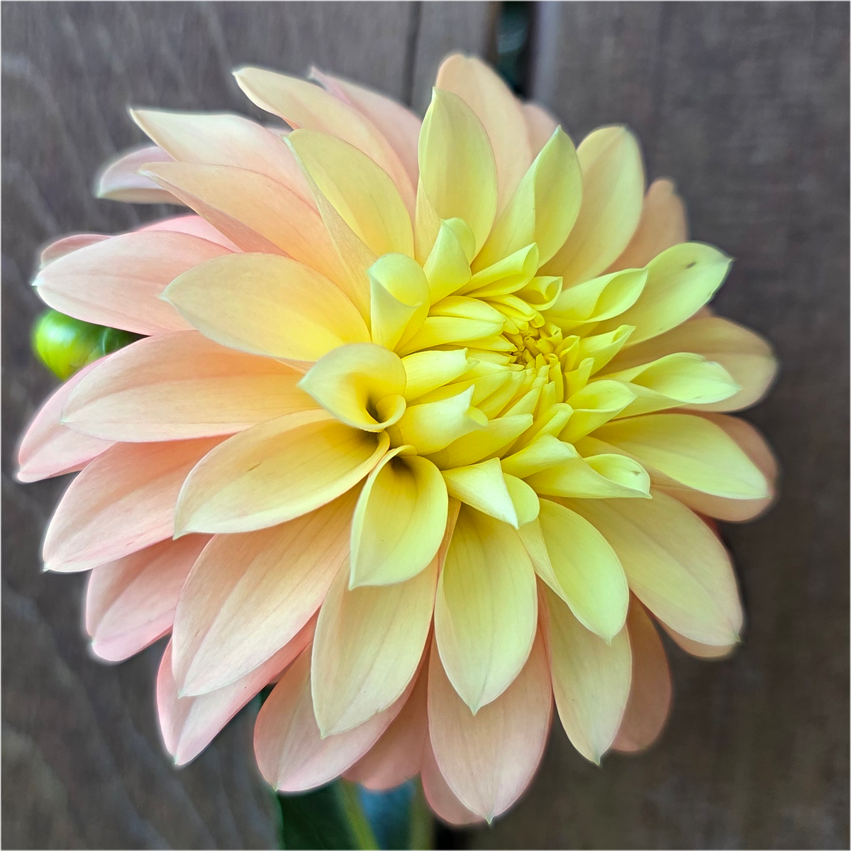 Seabeck's Shirley