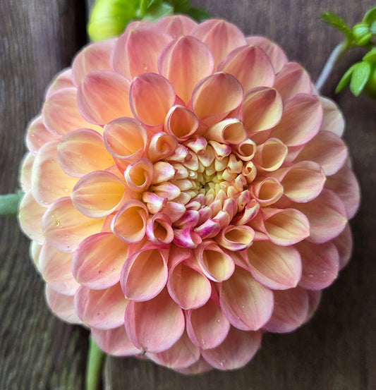 Westwind Apricot