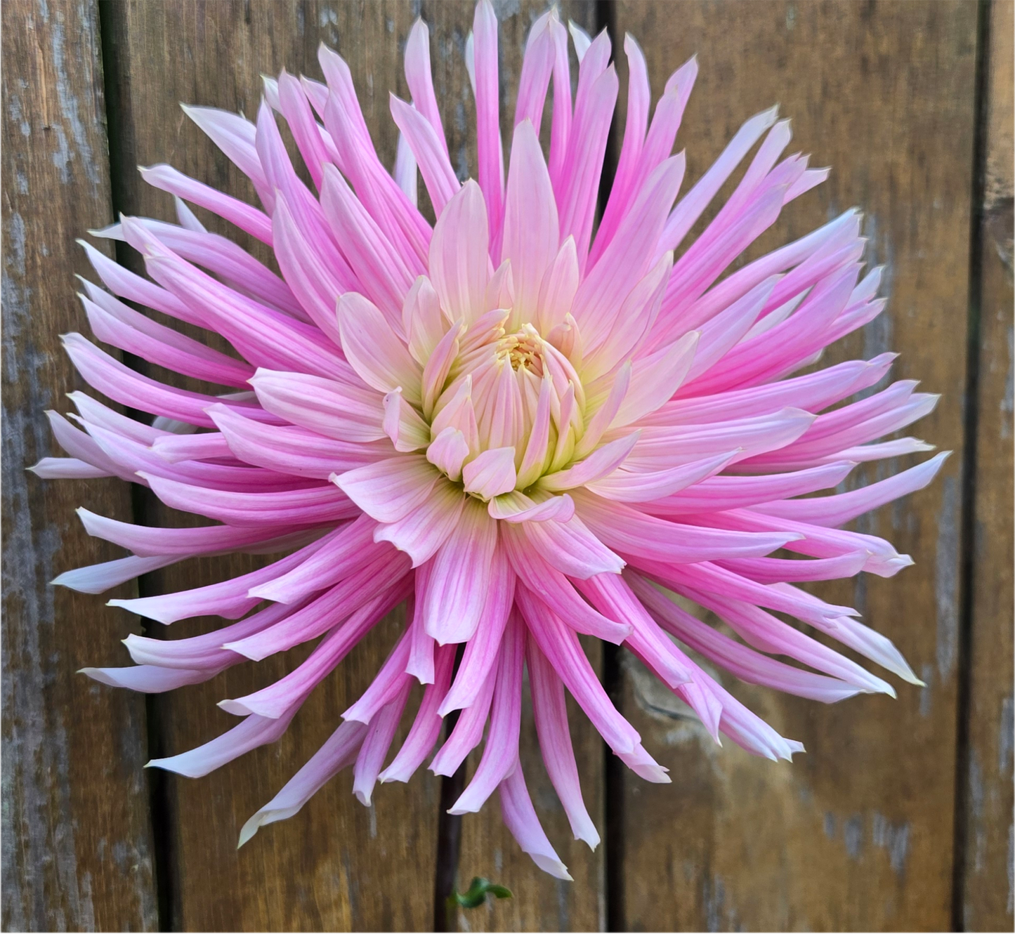 Hollyhill Cotton Candy