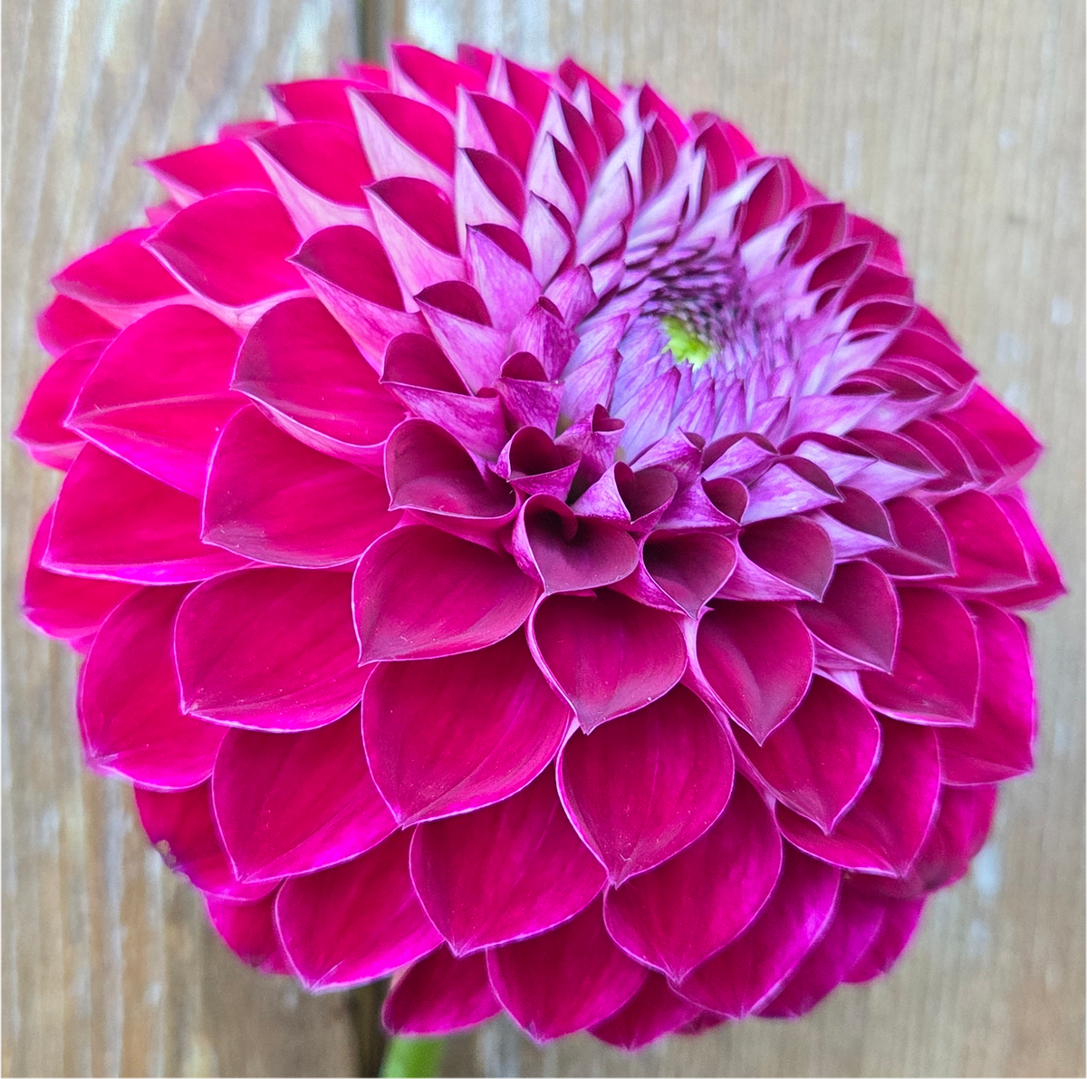 Florelie Origami