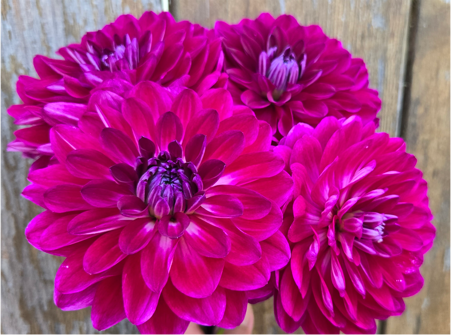 Sandia Bertha