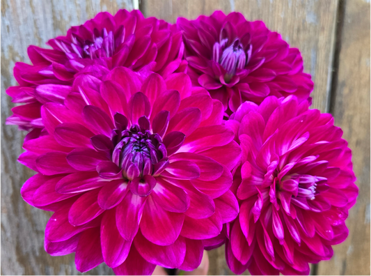Sandia Bertha