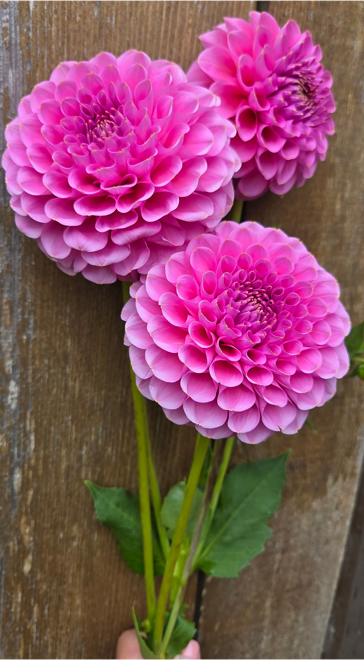 Florelie Lizzie Lou