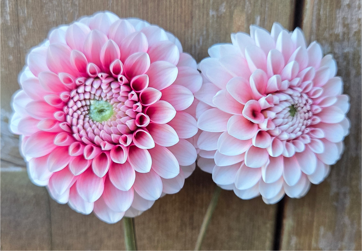 Florelie Cosmic Romance