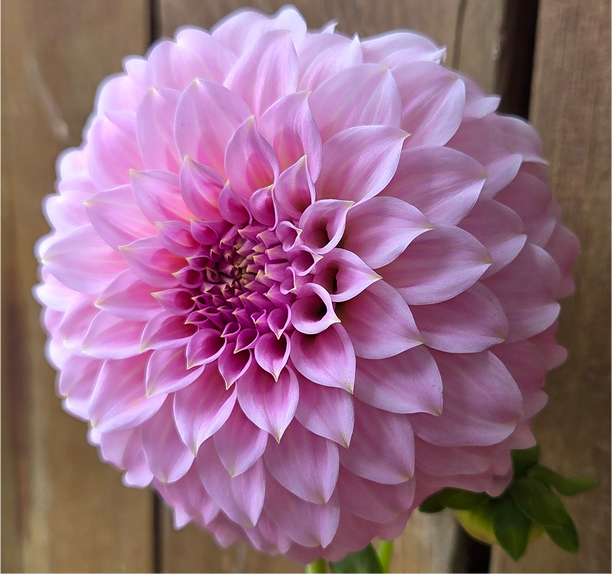 Araluen Leatrice
