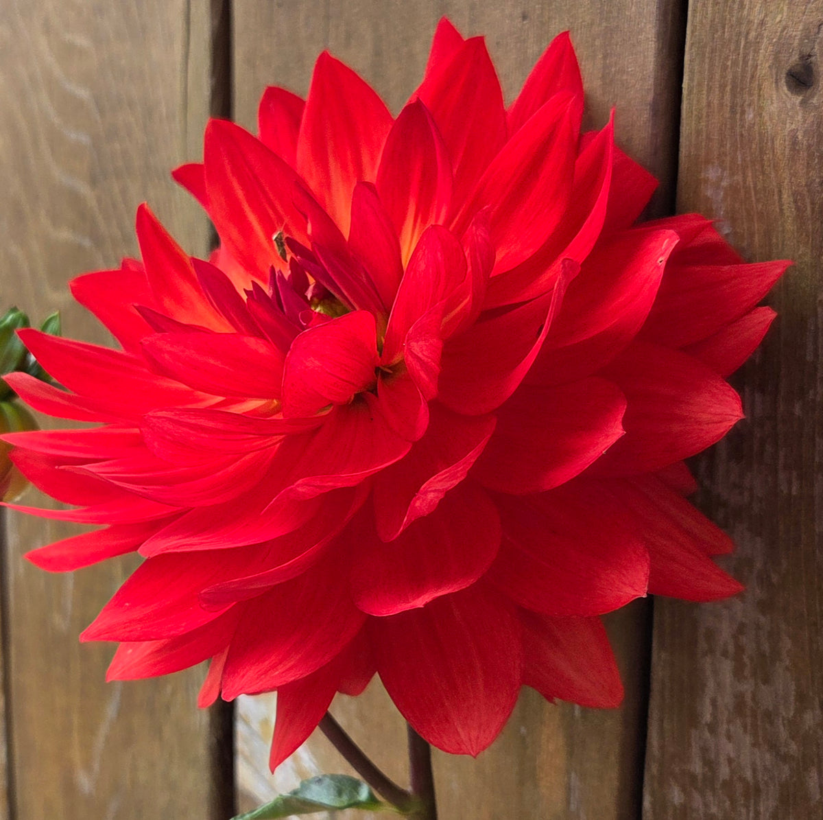 Tarahata Ruby