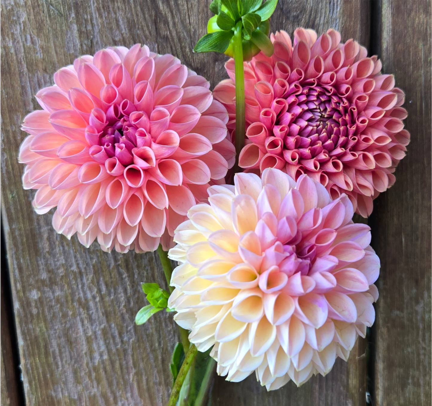Snoho Doris