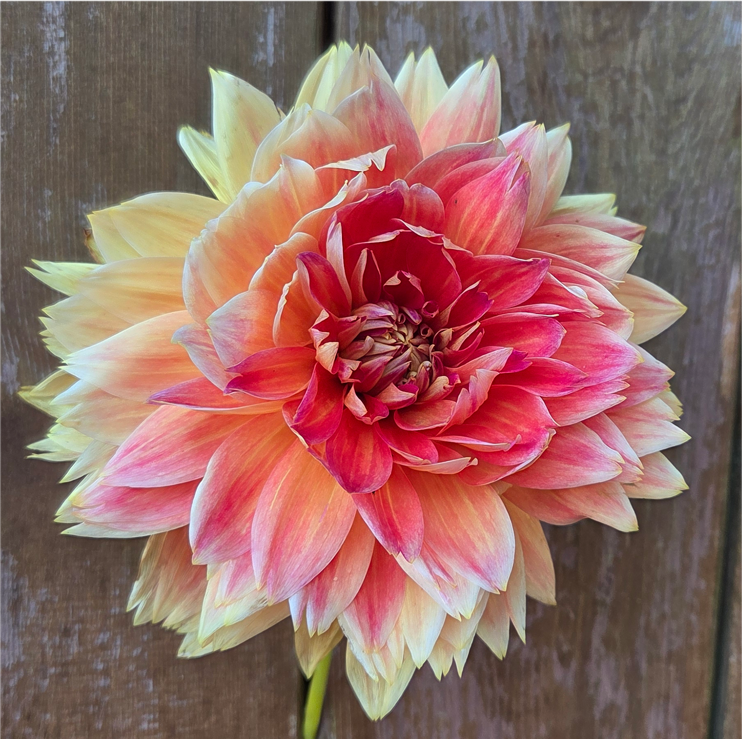 Punkin Spice Dahlia