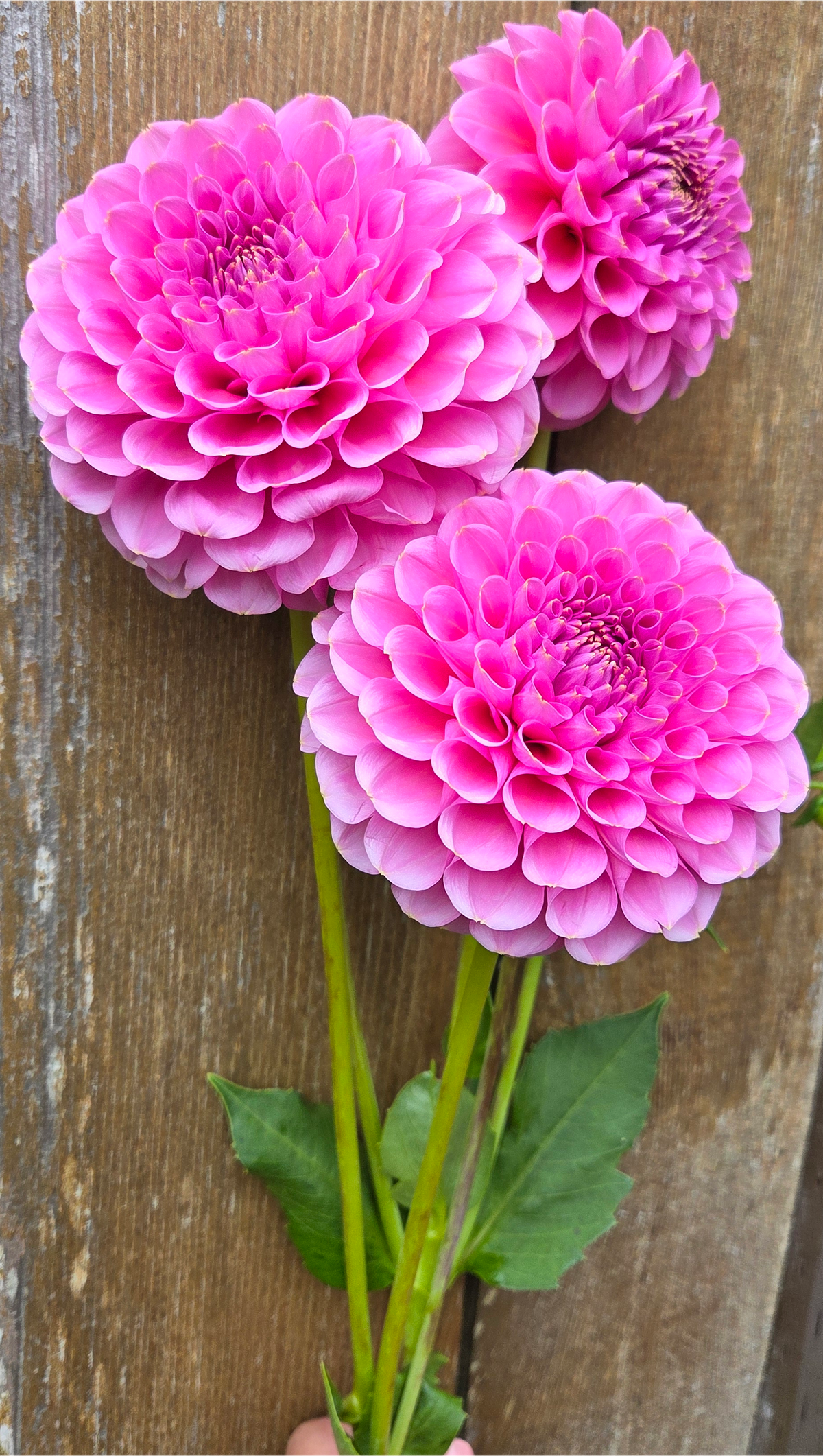 Florelie Lizzie Lou