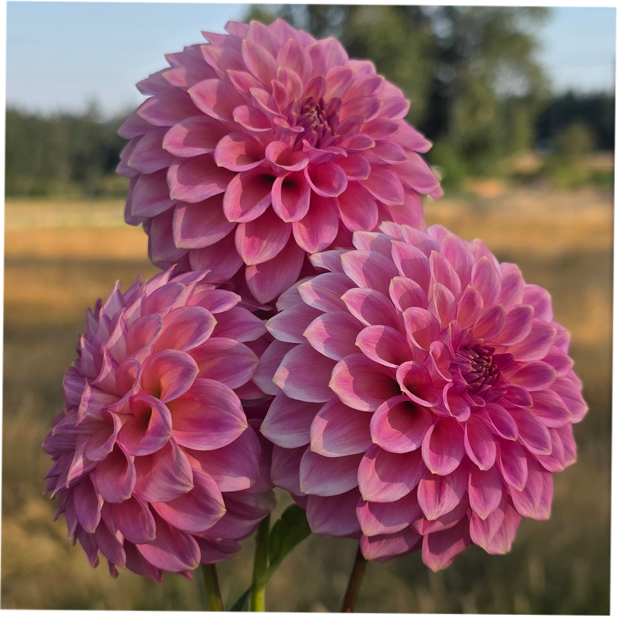 Florelie Flamingo