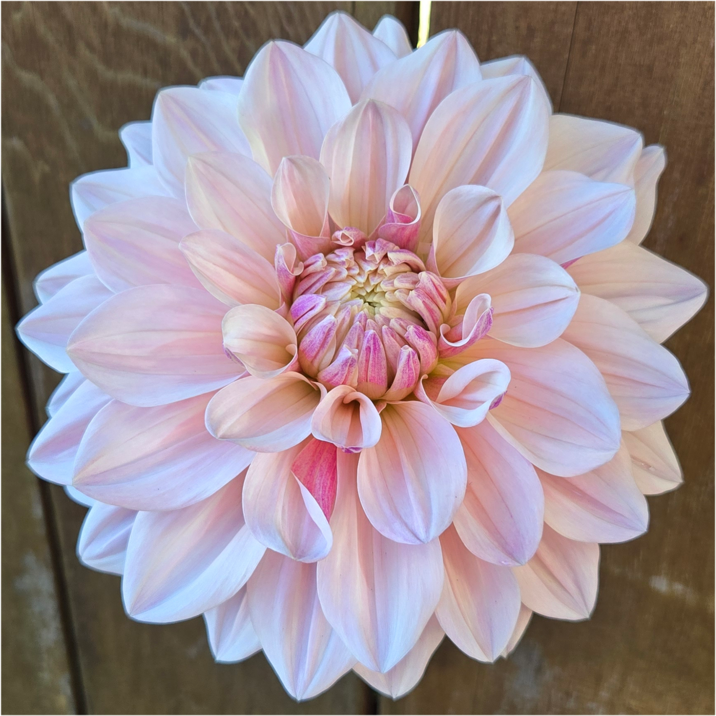 Florelie Antique