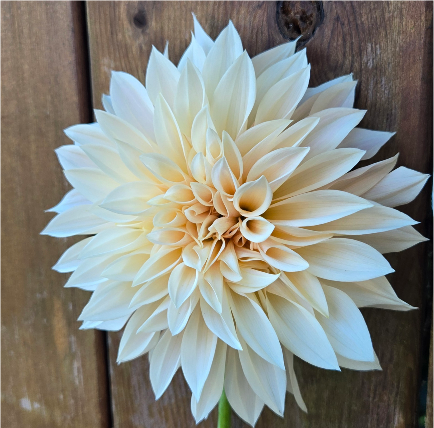 Café Au Lait Mini