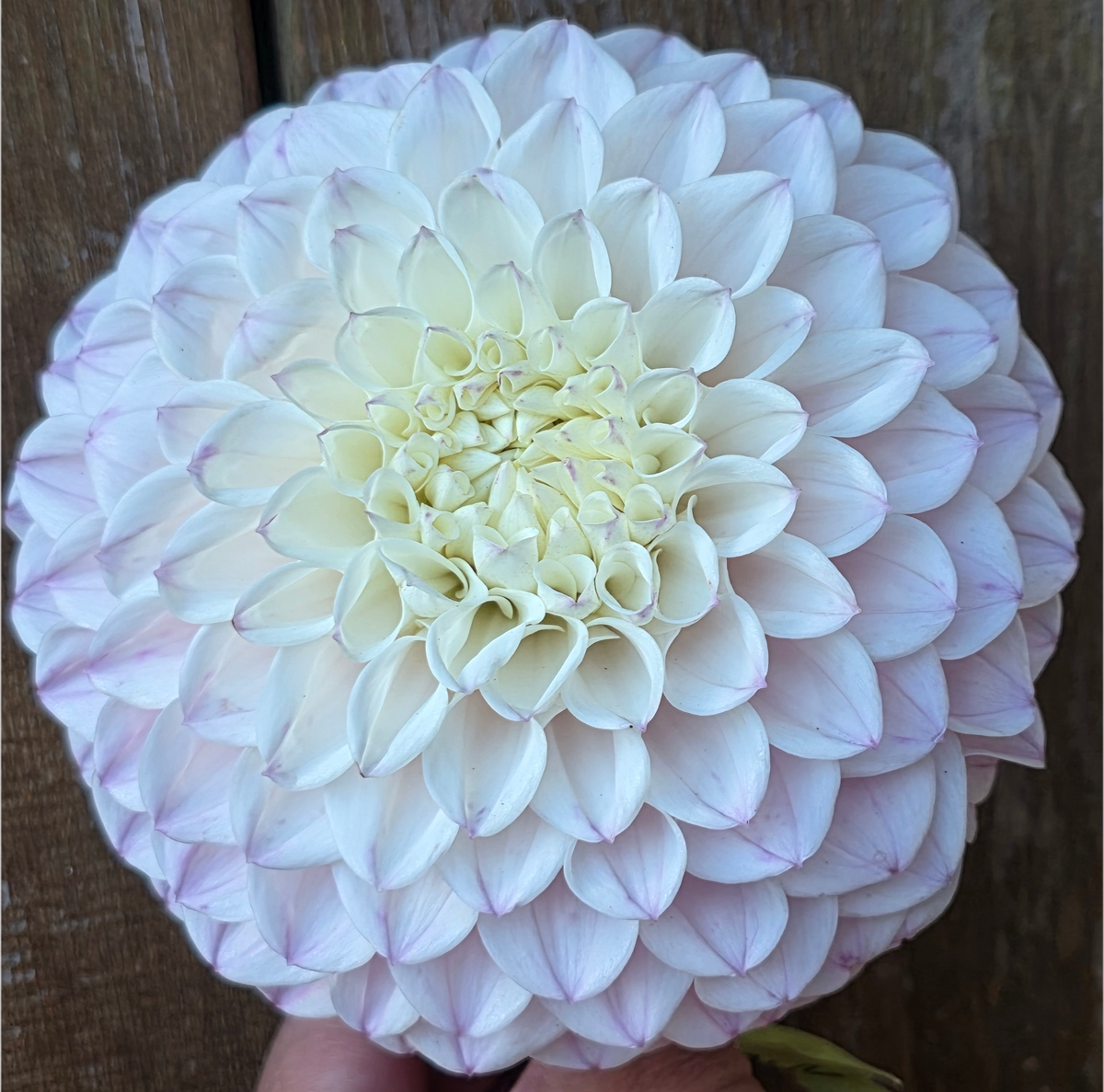 Pink Pearl