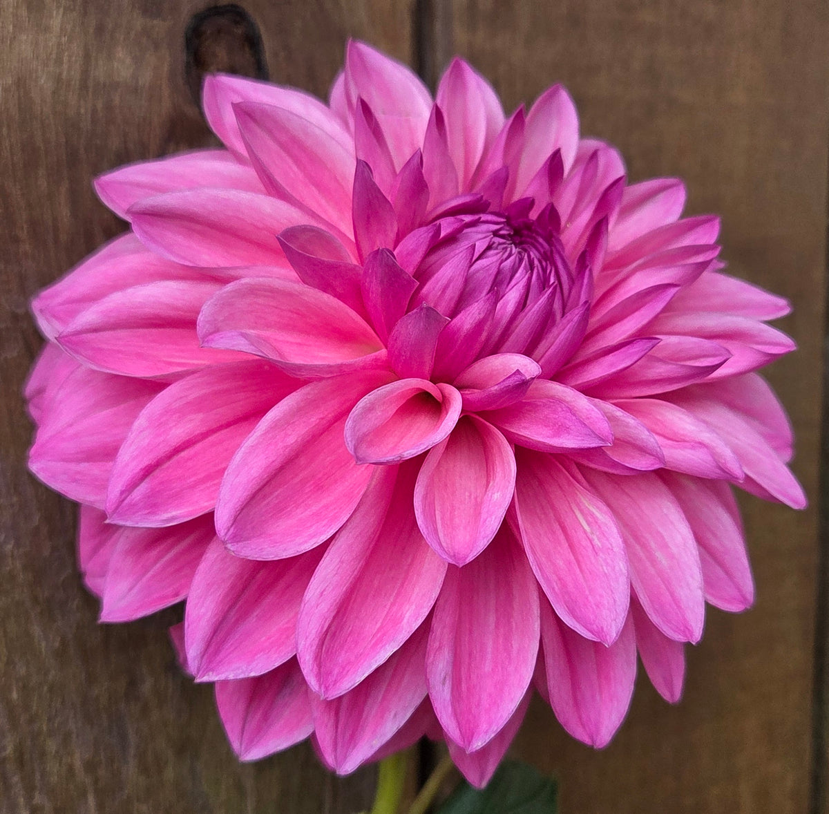 Bargaly Blush