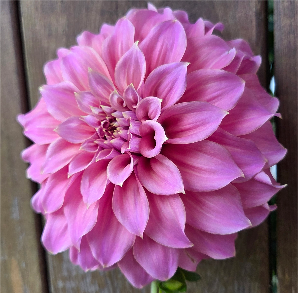 Lileah Caramel Rose