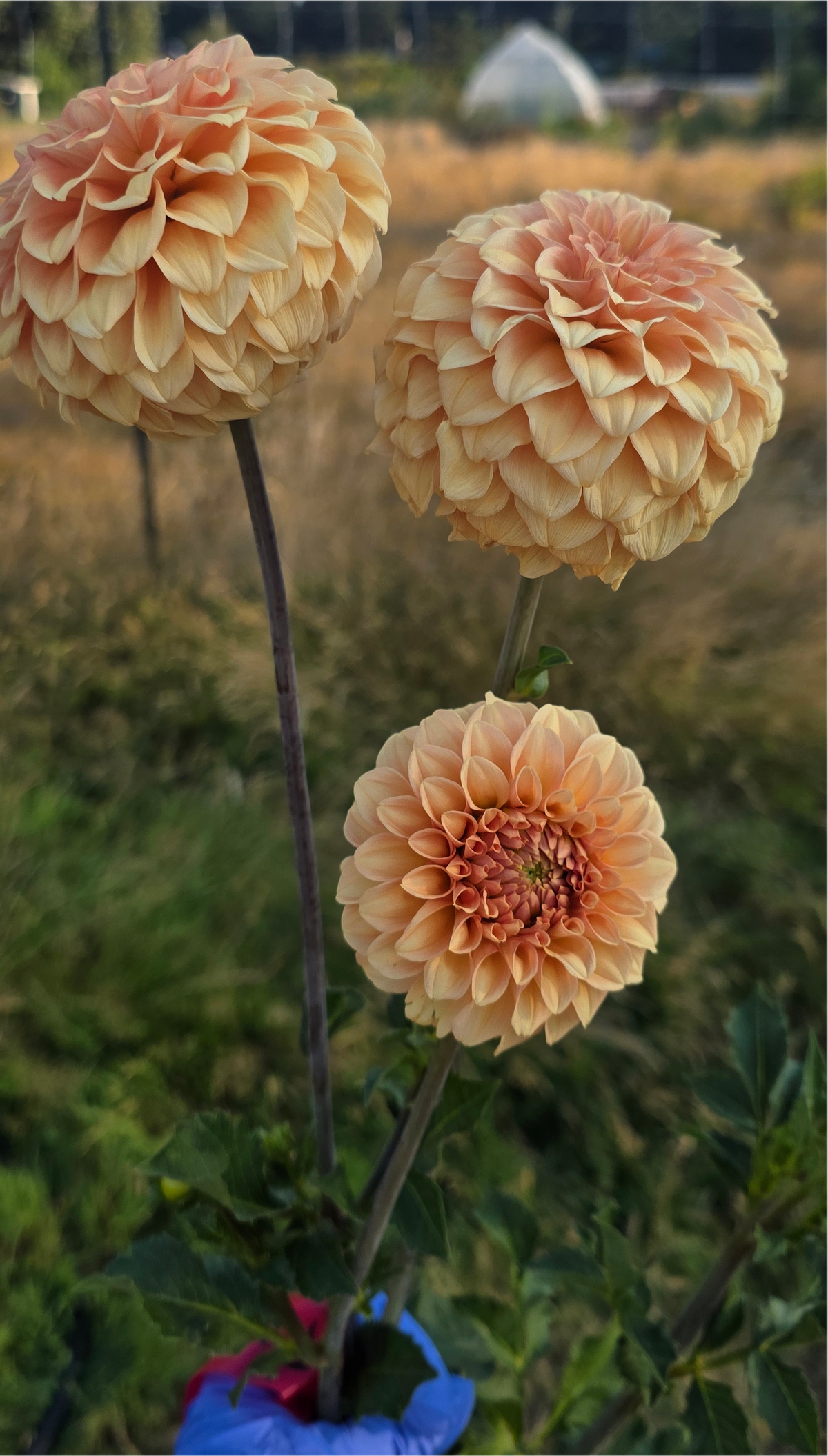 Florelie Nectar