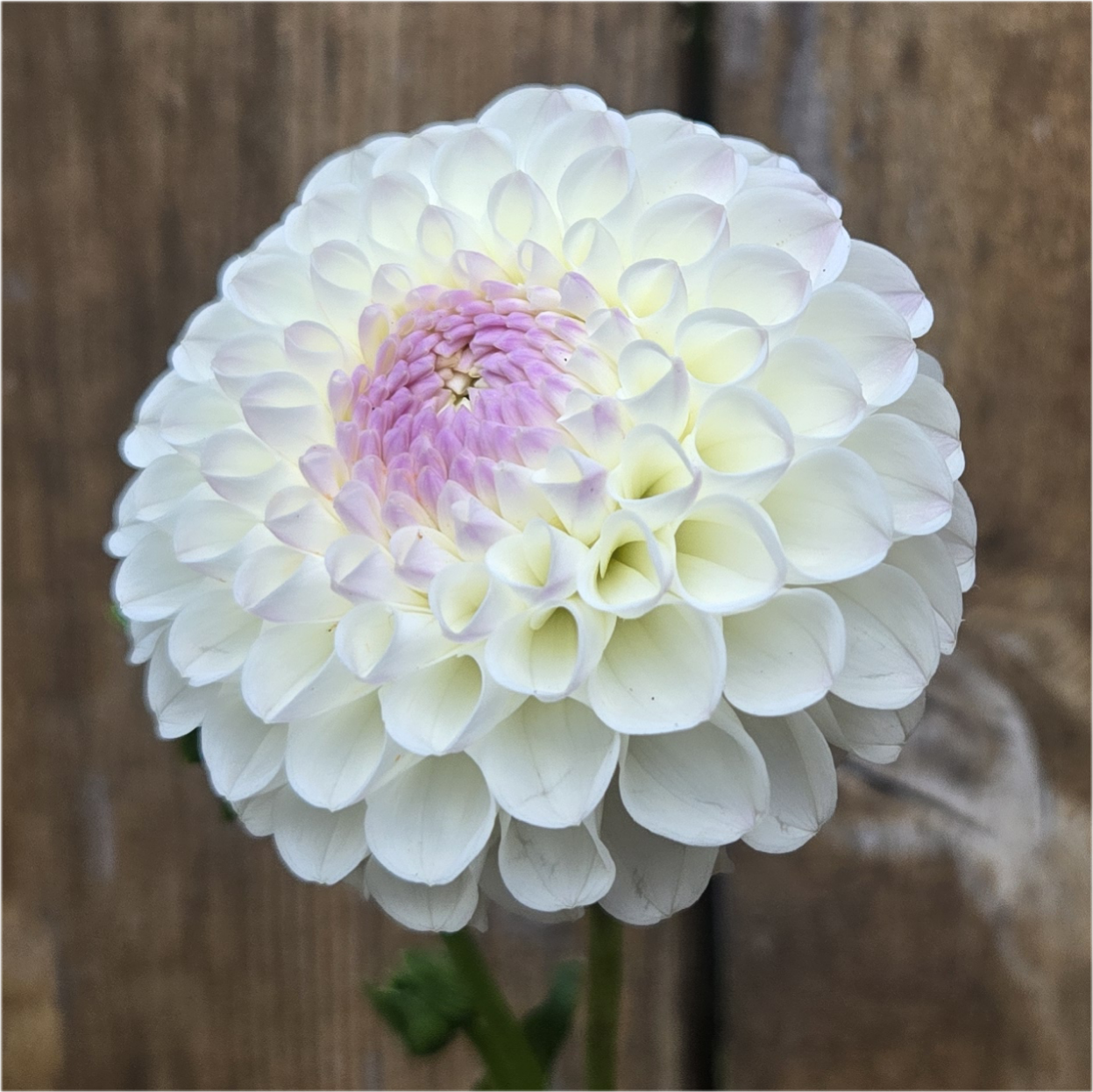 Hollyhill Miss White
