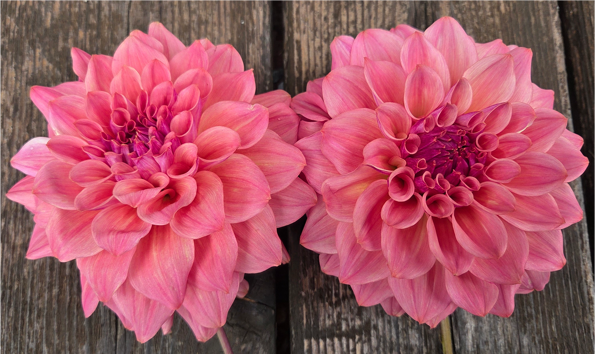 BQ Azalea
