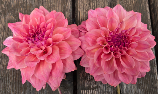 BQ Azalea