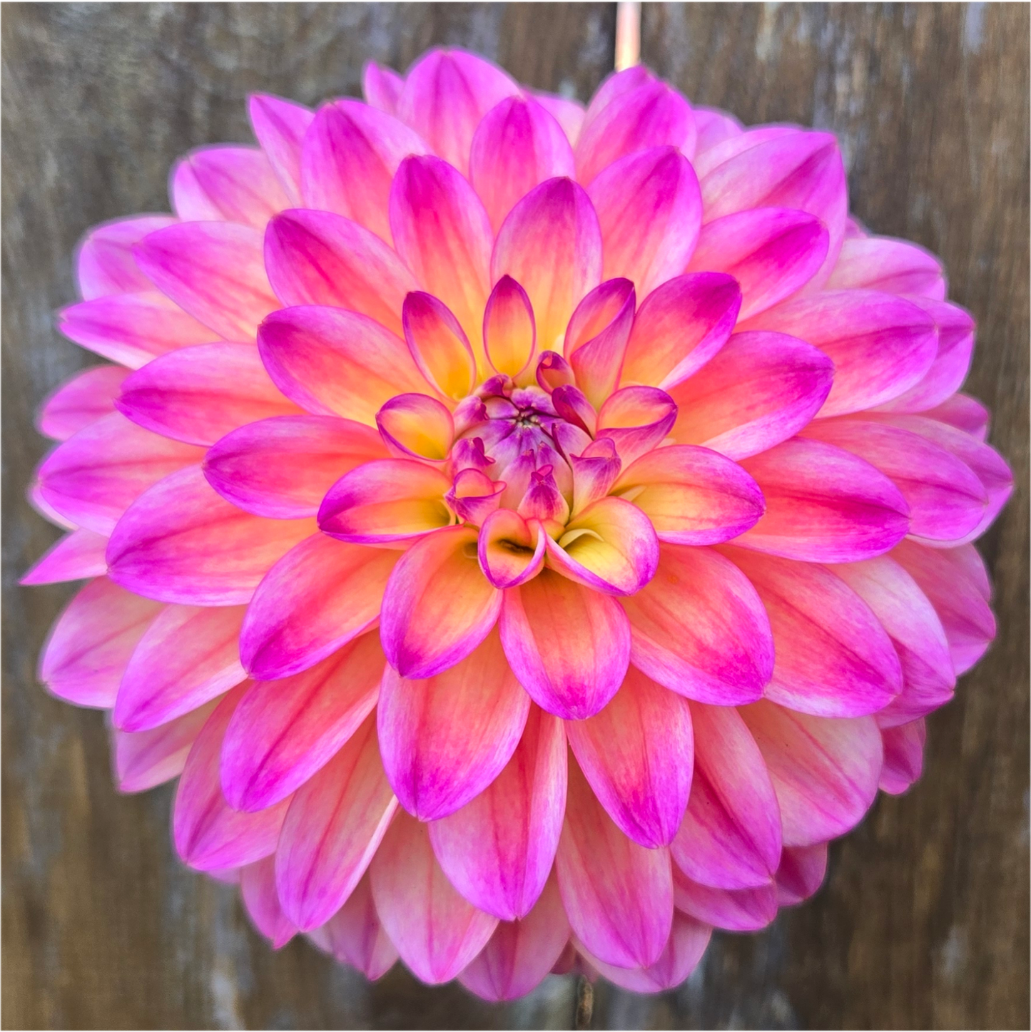 Coral Charm