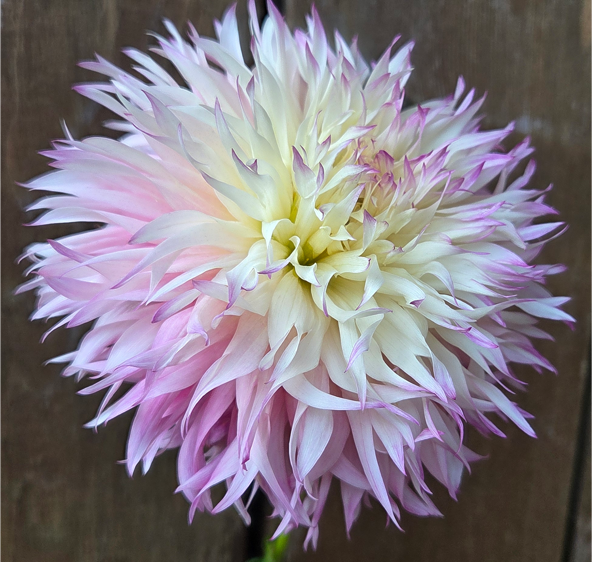 Pinelands Princess