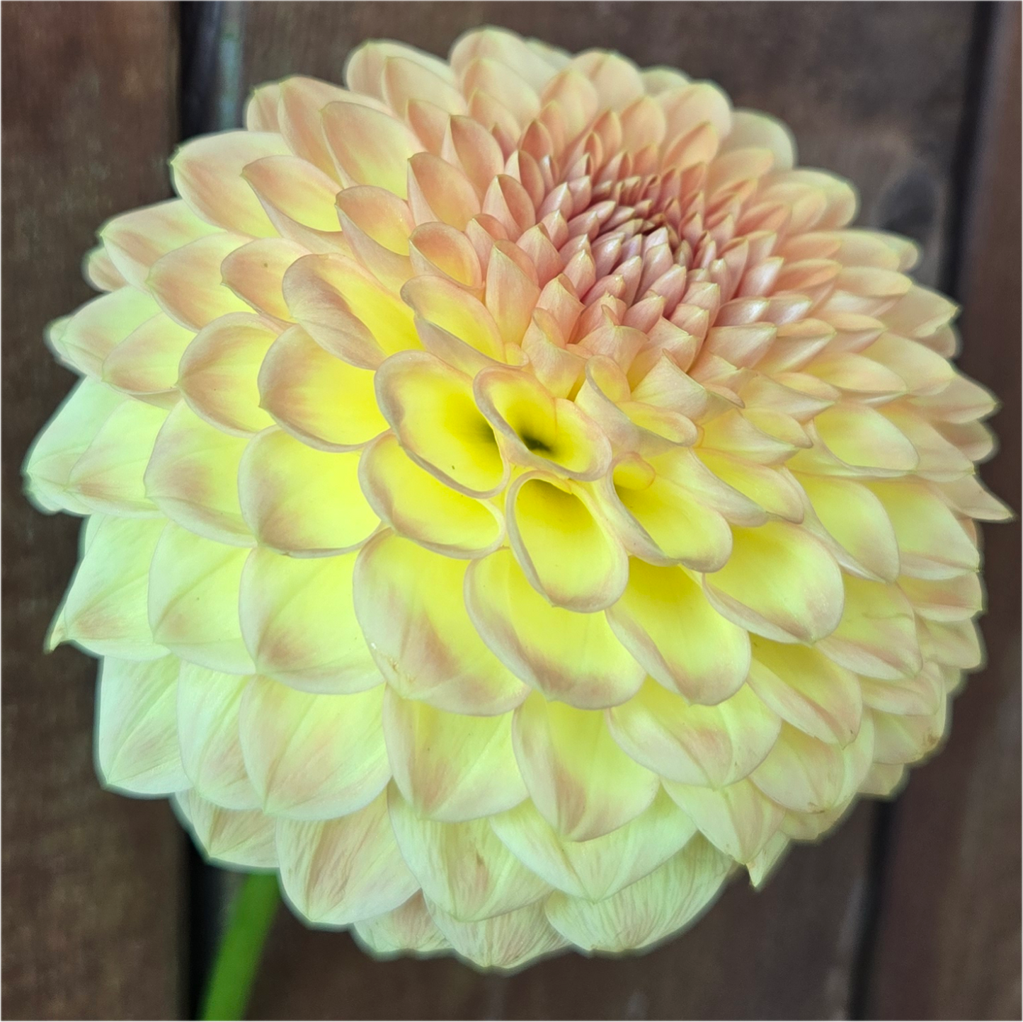 Blyton Softer Gleam