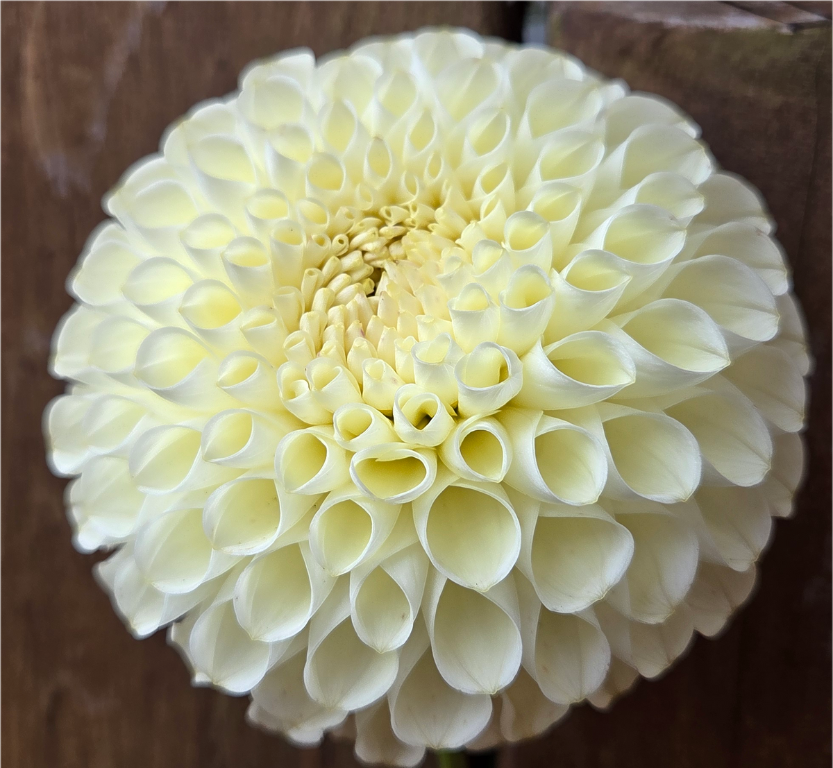 Cream Diane