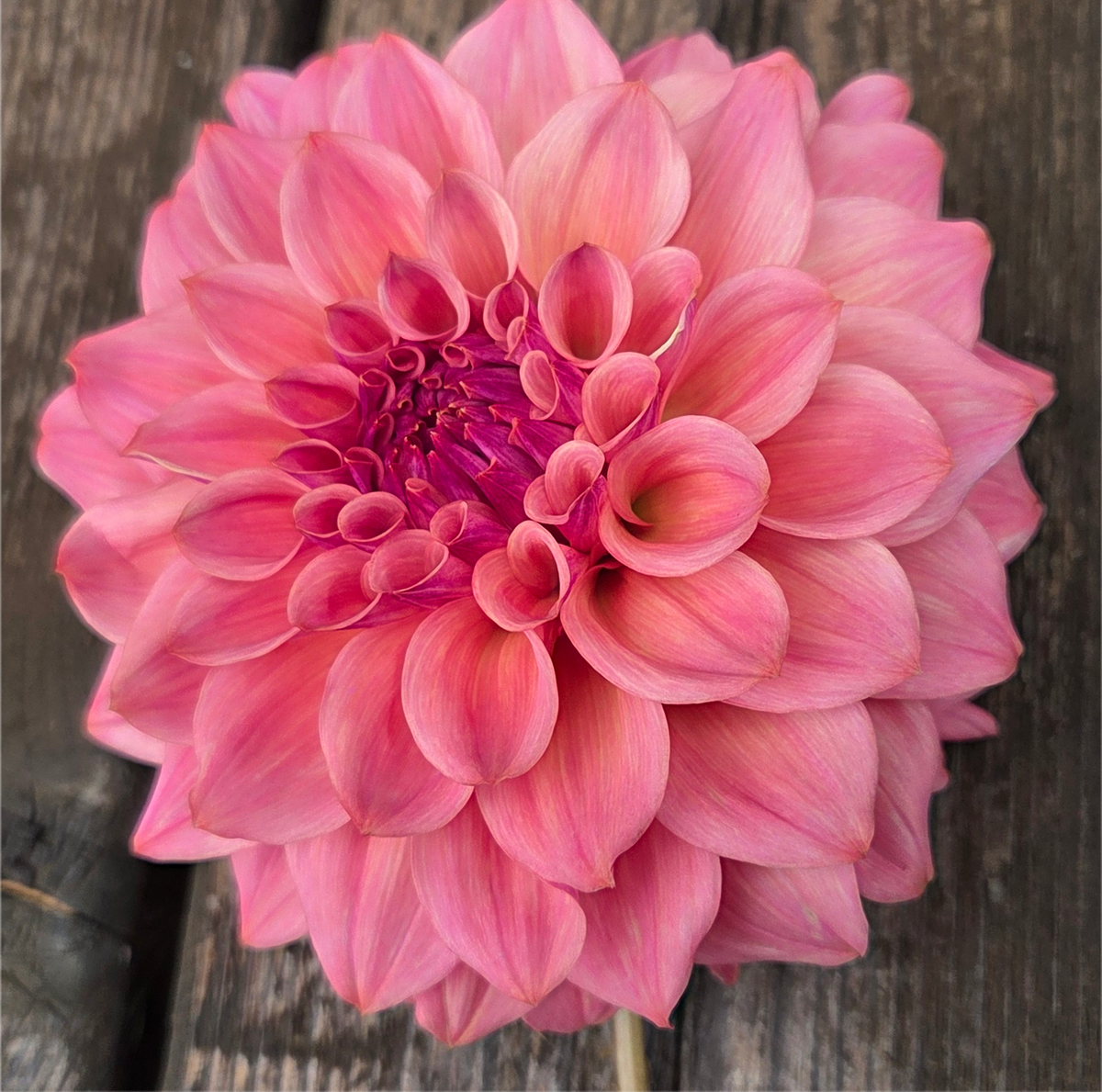 BQ Azalea