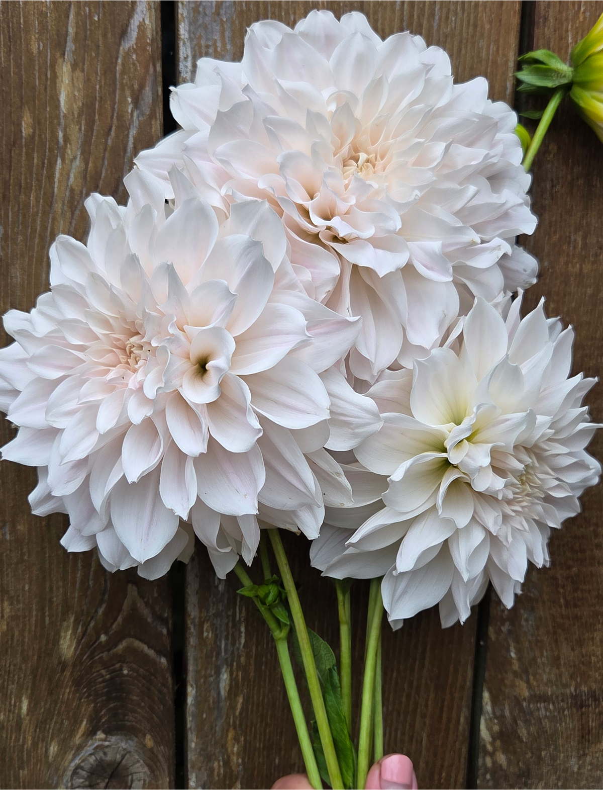 Everbloom First Dance